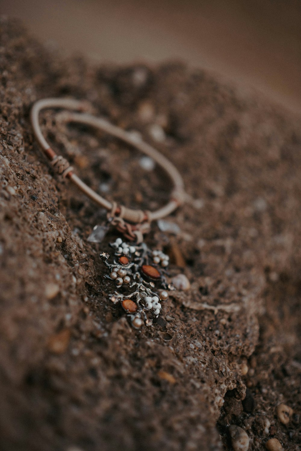 a close up of a plant growing out of a rock