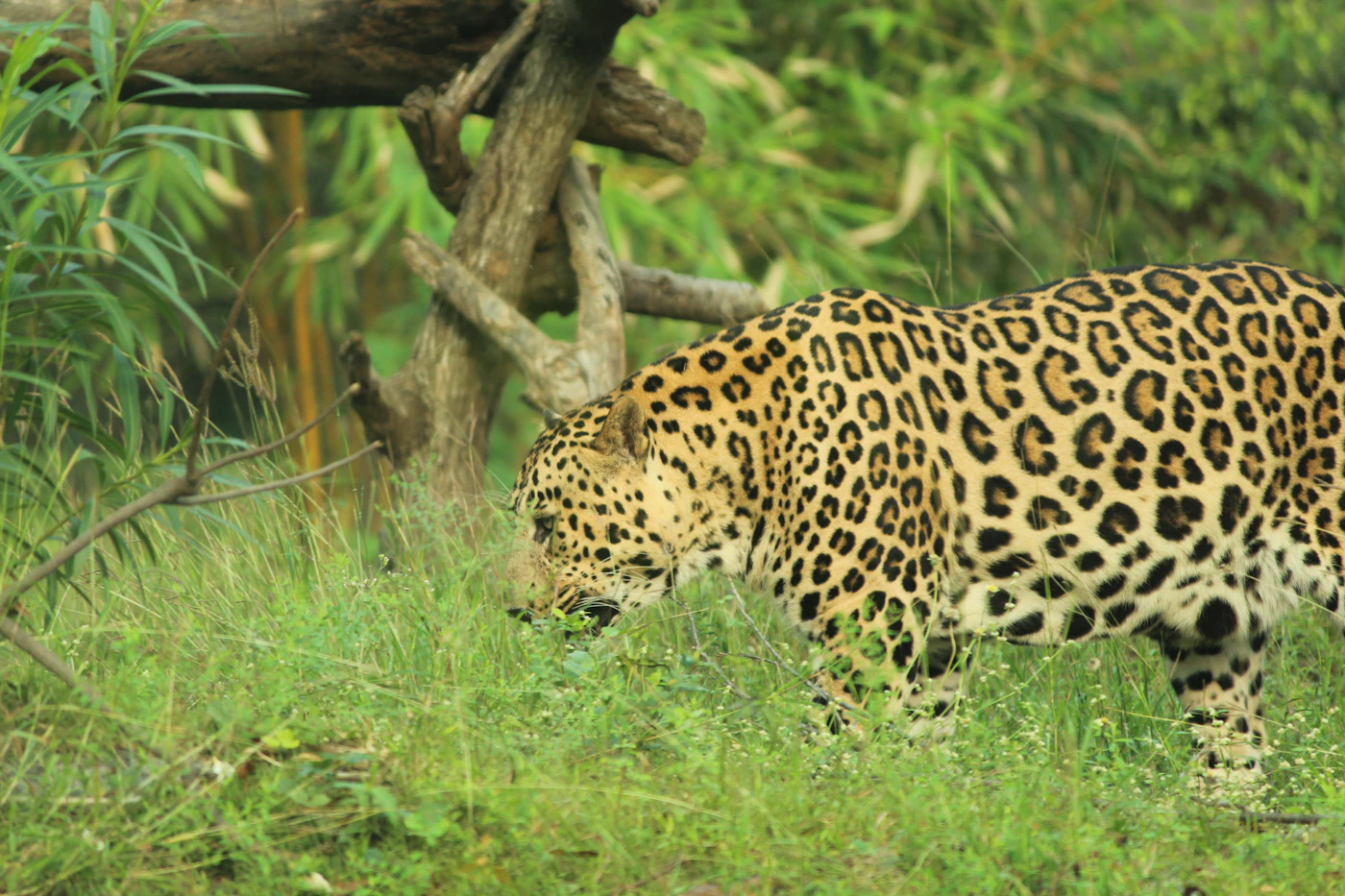 Jawai Leopard Safari