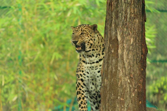 a leopard standing next to a tree in a forest