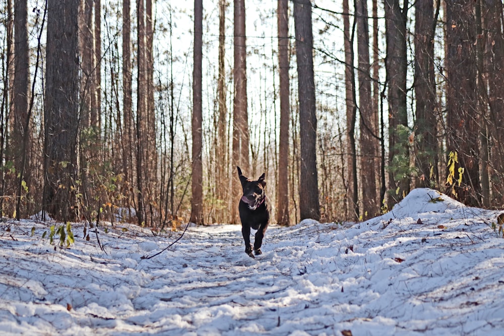 a dog running through the snow in the woods
