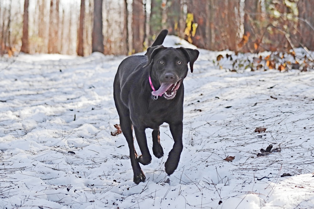 a black dog running through the snow in the woods