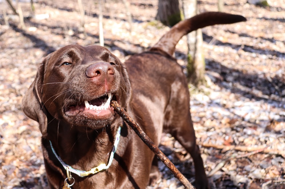a brown dog holding a stick in its mouth