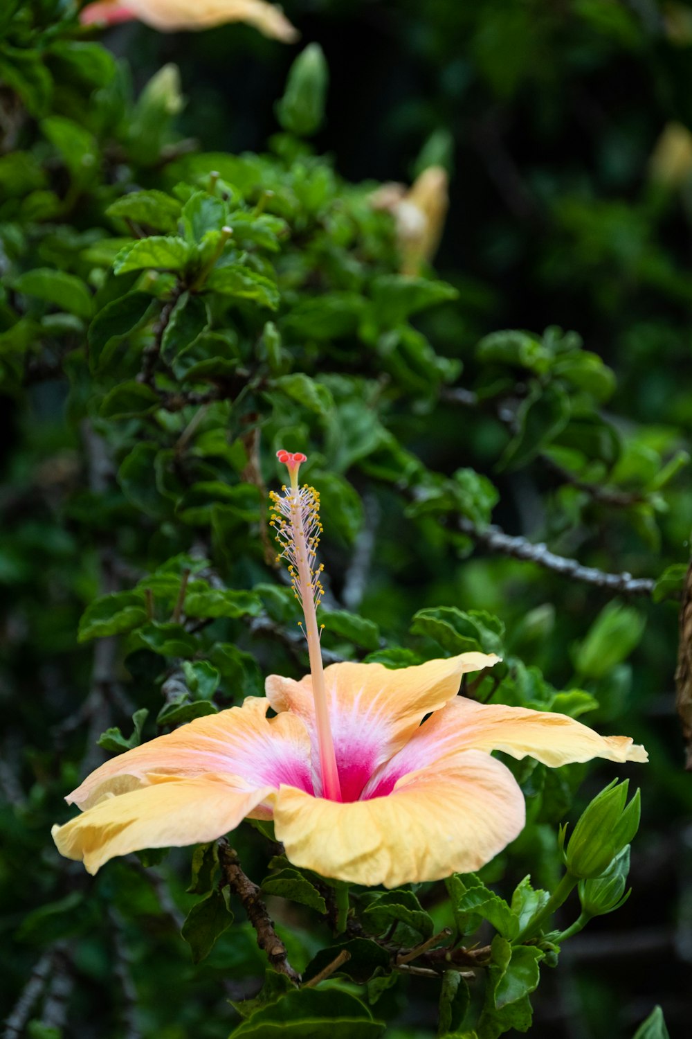 uma flor rosa e amarela com folhas verdes