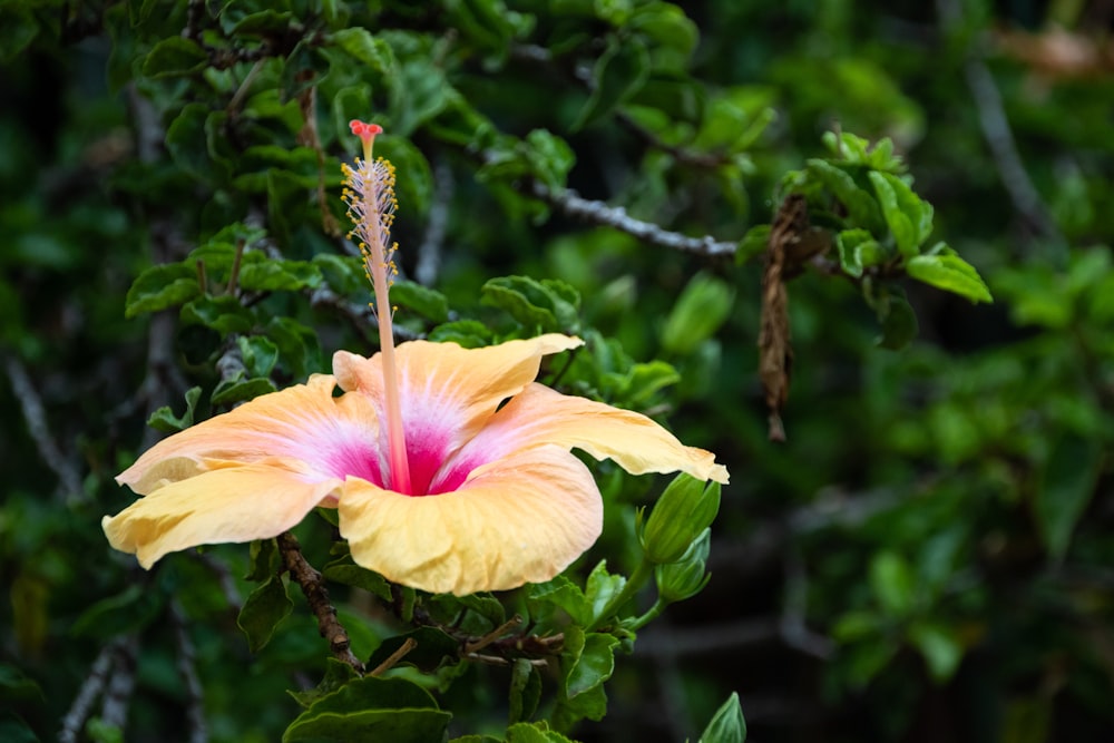 a yellow and pink flower with green leaves