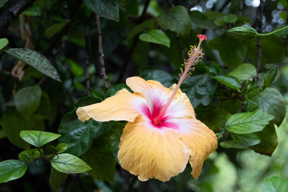 a yellow flower with a pink center surrounded by green leaves