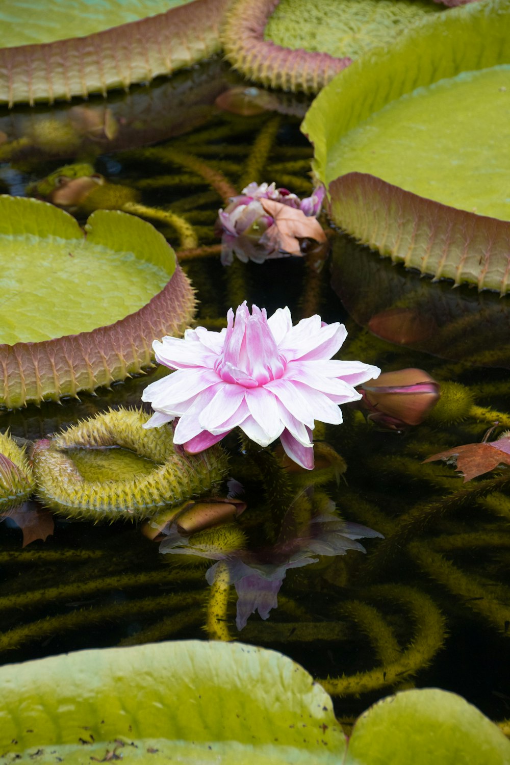 a pink flower sitting on top of a green lily pad