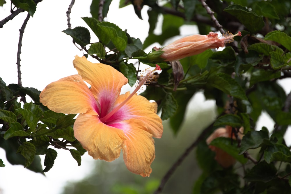 a yellow flower with a pink center on a tree