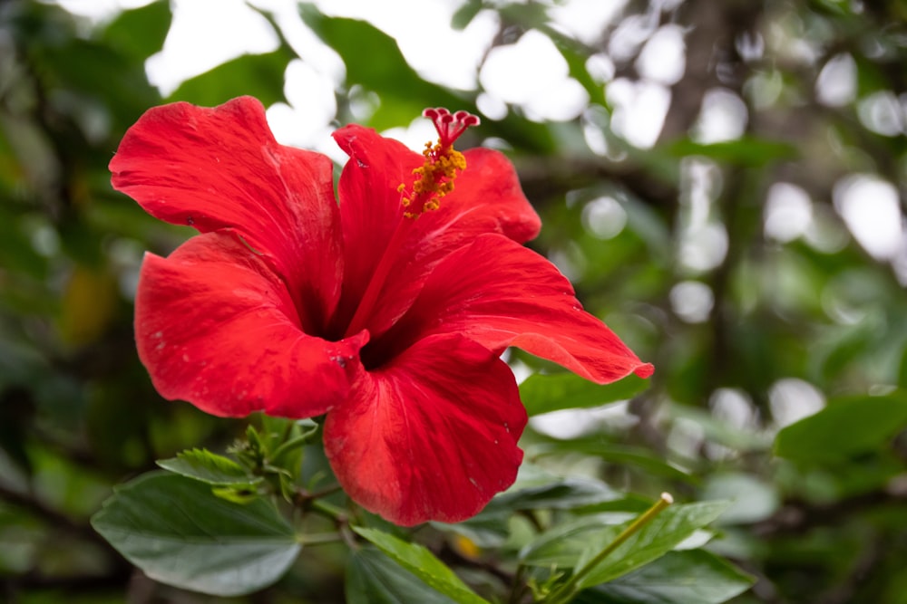 a red flower with green leaves in the background