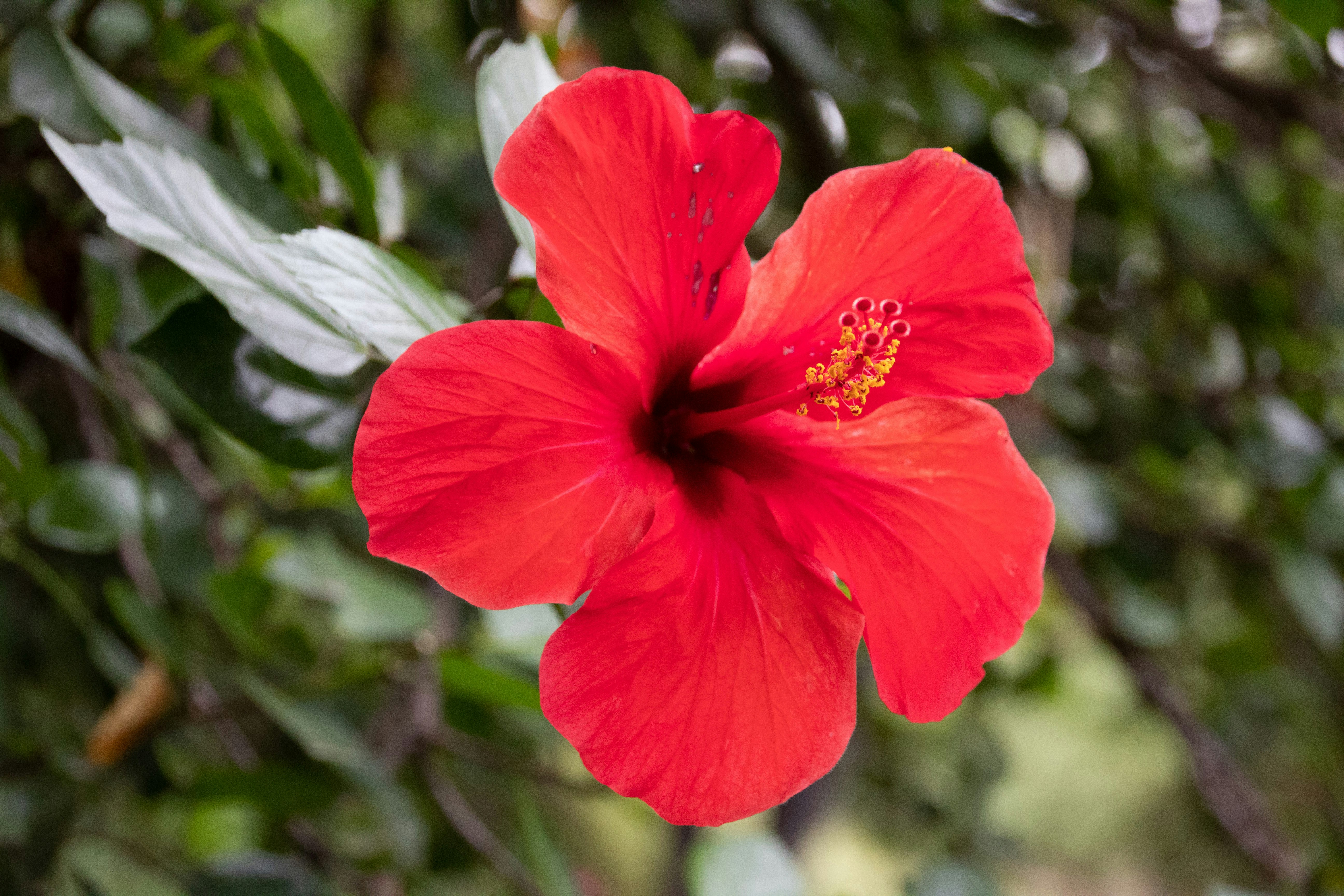 bandhuka | बंधुक