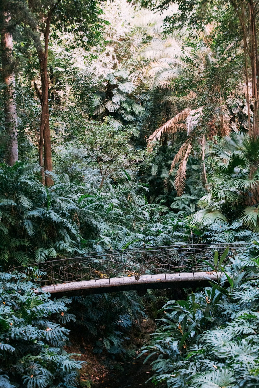 a wooden bridge in the middle of a forest