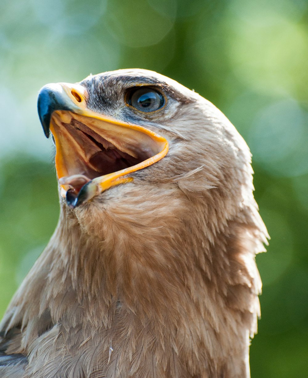 a close up of a bird with its mouth open