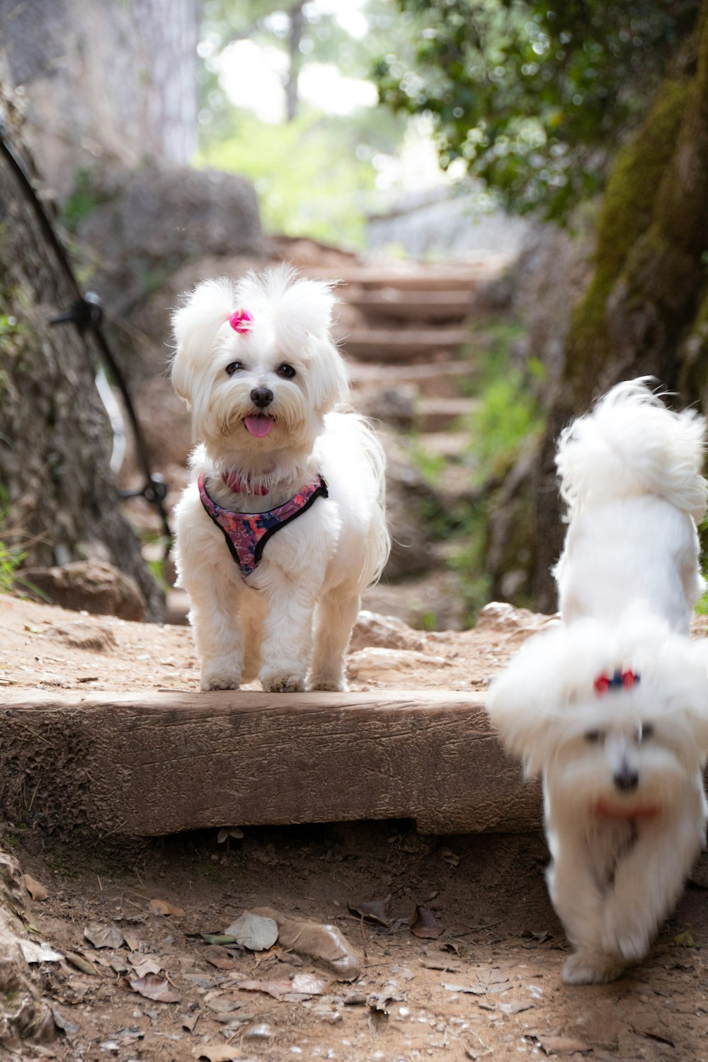 a dog that is standing in the dirt