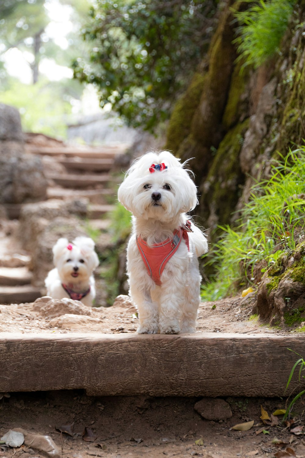 two small white dogs wearing bandanas on a path