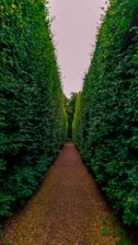 a narrow path between two rows of trees