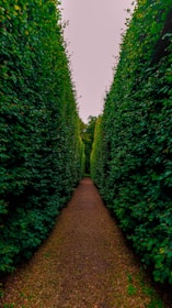 a narrow path between two rows of trees