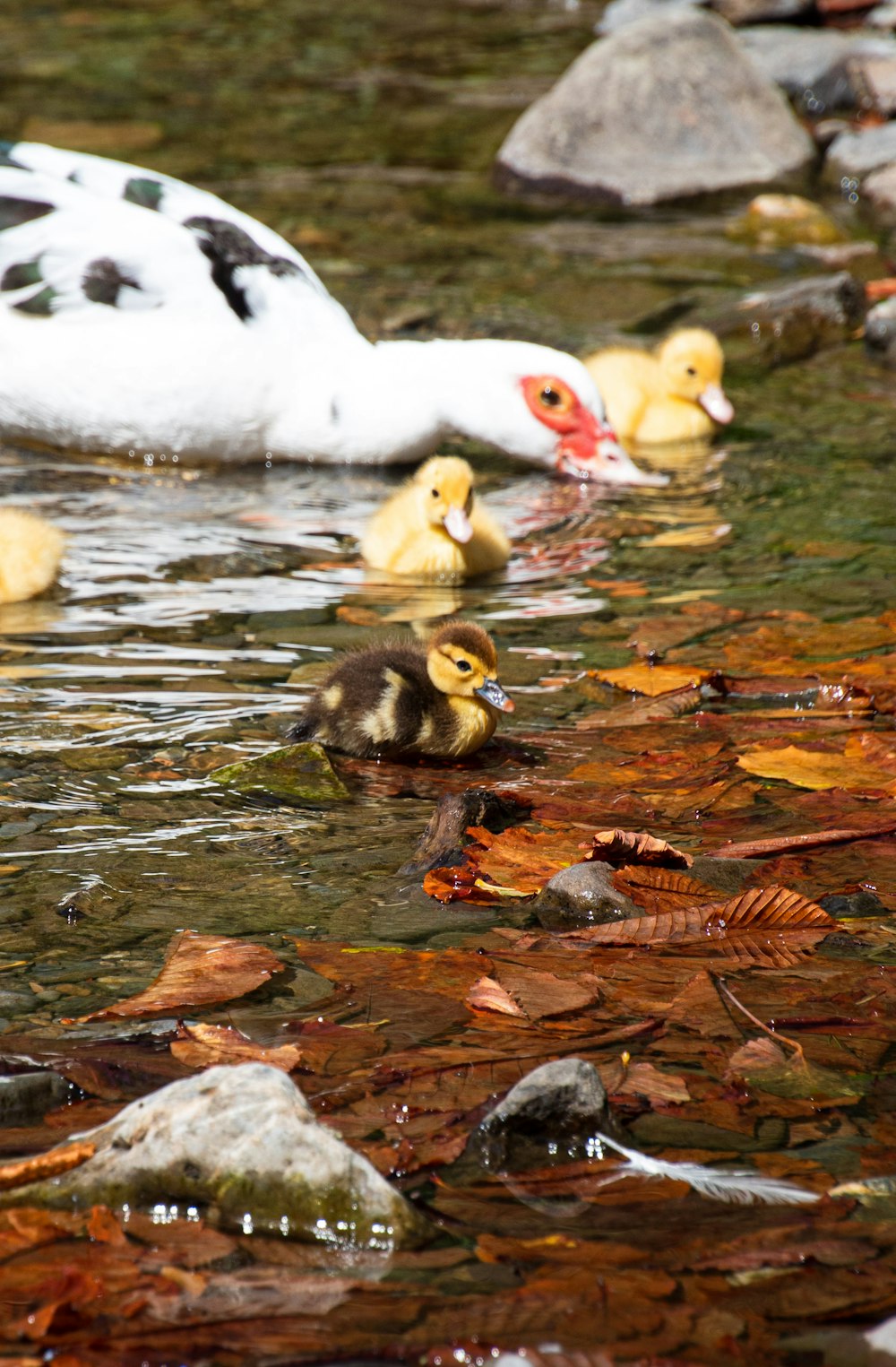 a flock of seagulls are swimming in the water