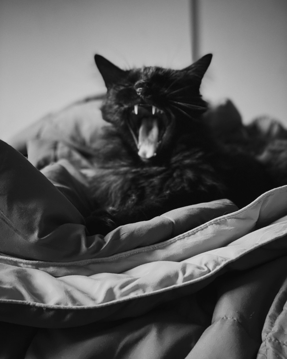 a black cat yawns while laying on a bed