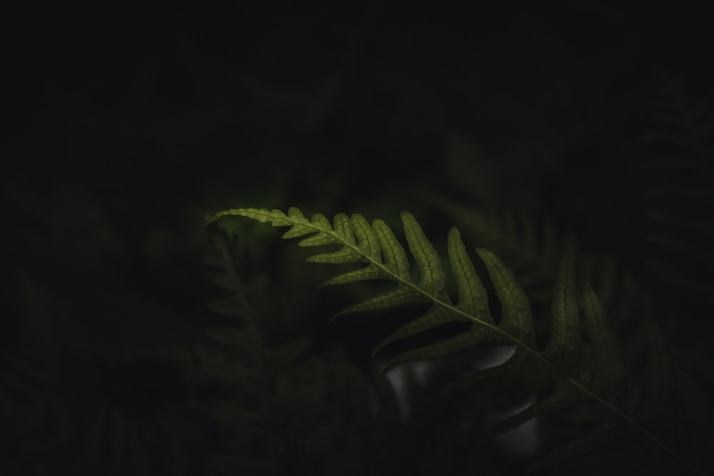 Una foglia verde è mostrata al buio