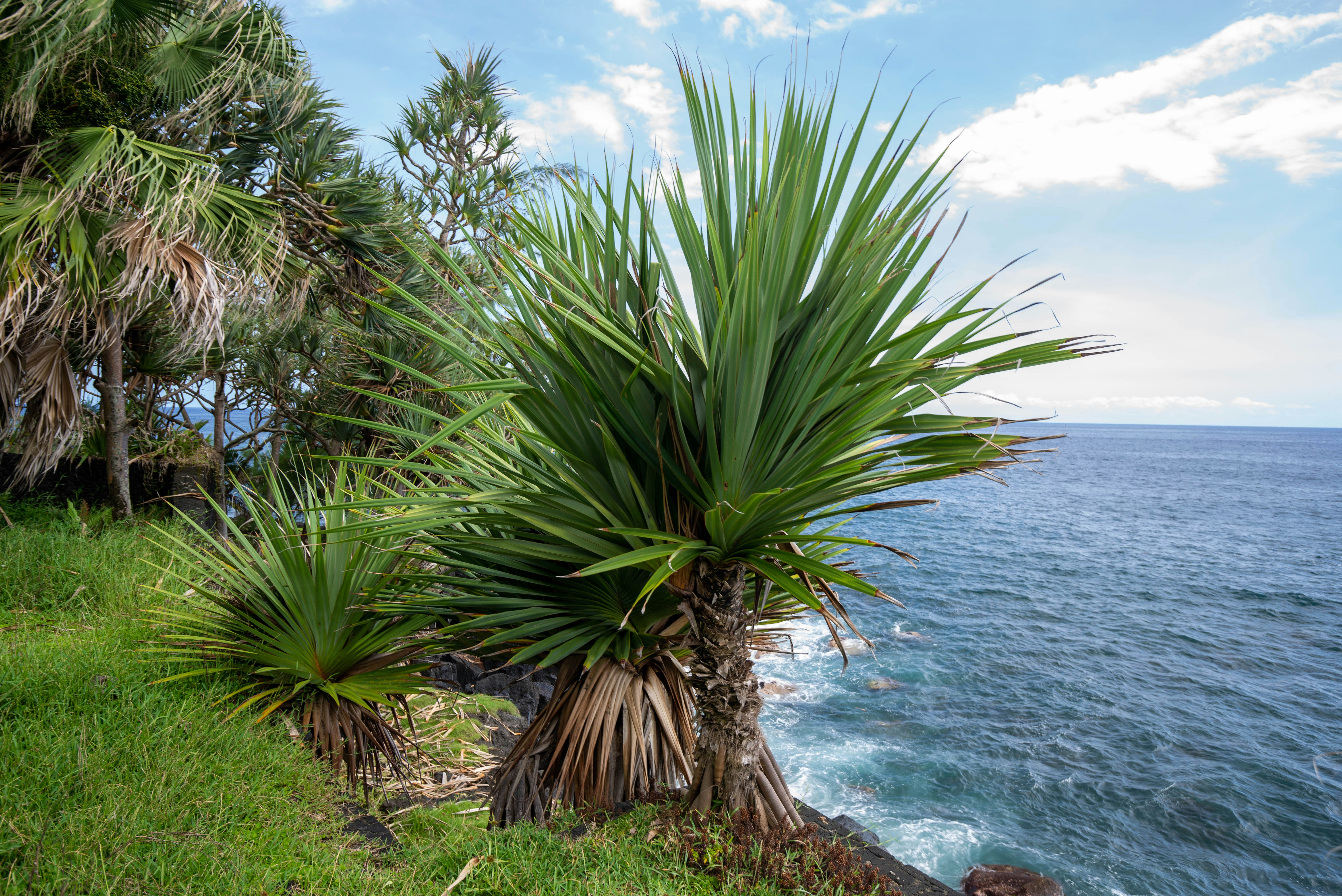 a palm tree next to a body of water