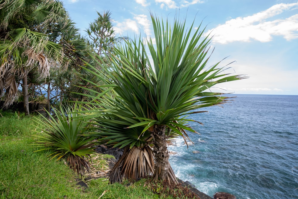 a palm tree next to a body of water