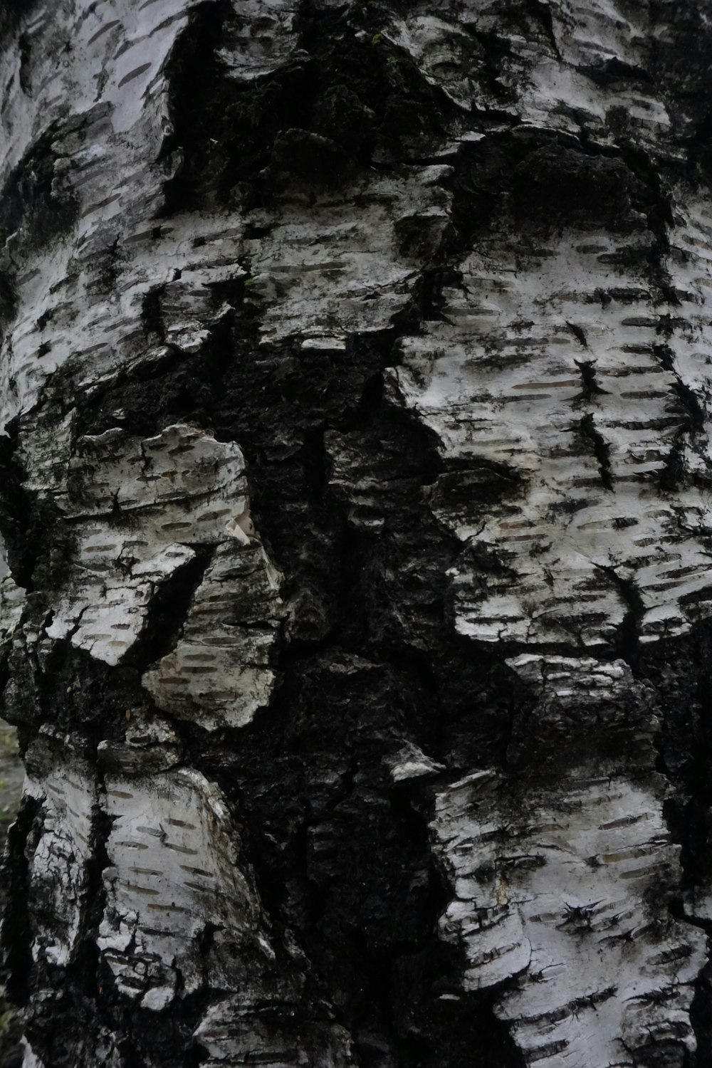 Un primer plano de la corteza de un árbol