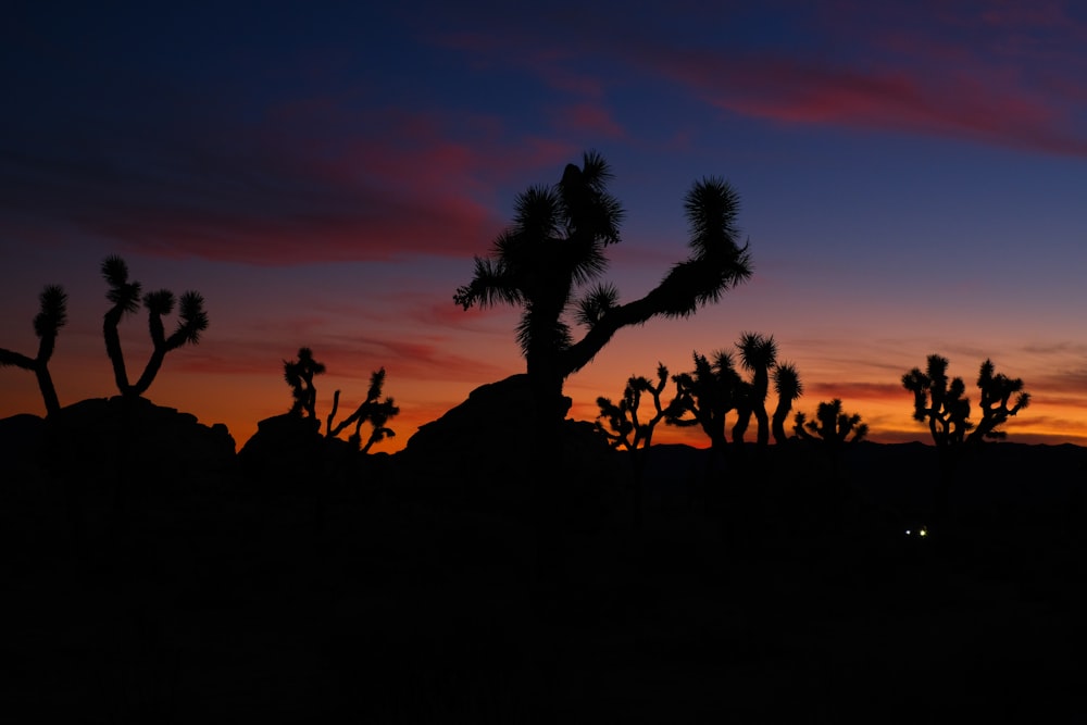 a silhouette of a cactus tree at sunset