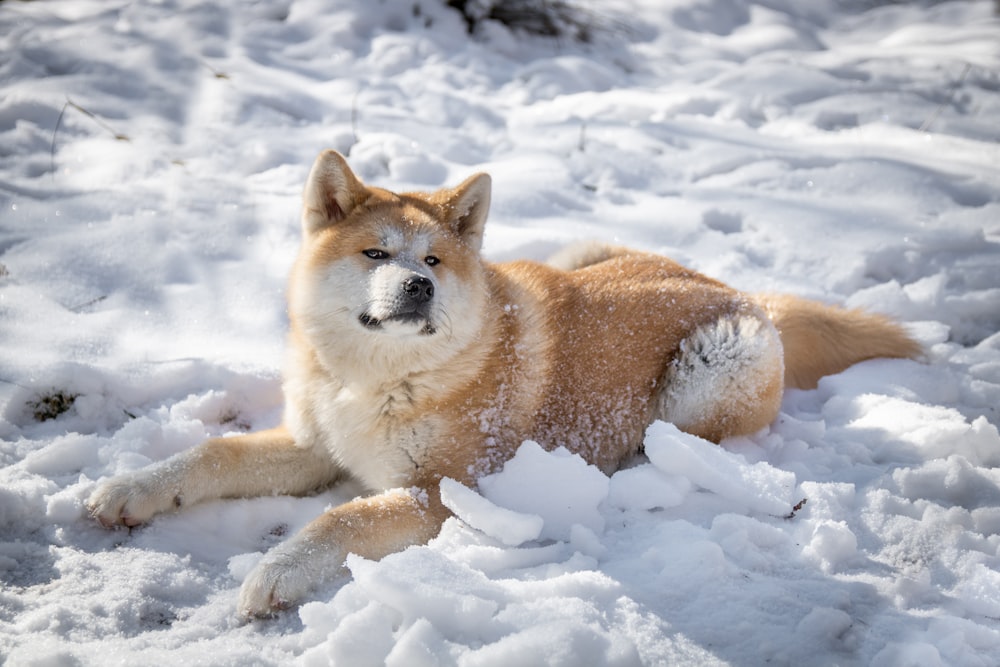 a brown and white dog laying in the snow