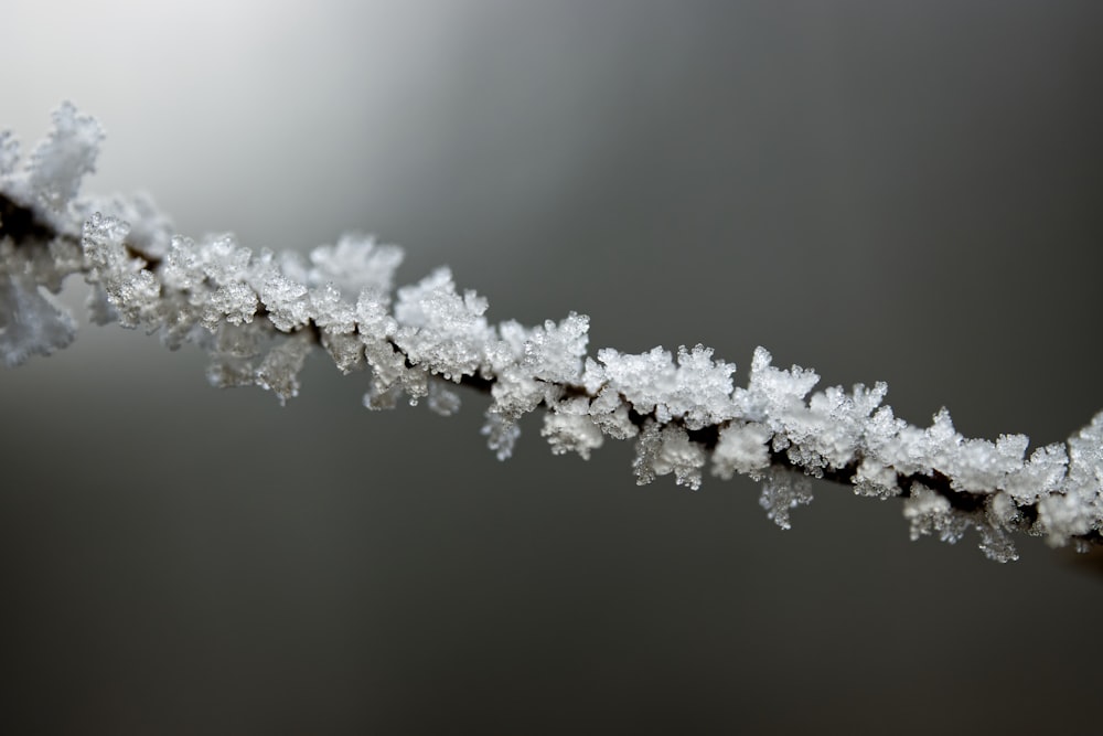 a close up of a snow covered branch