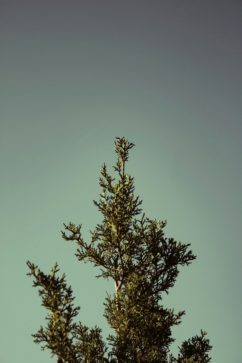 Un pájaro está posado en la cima de un árbol