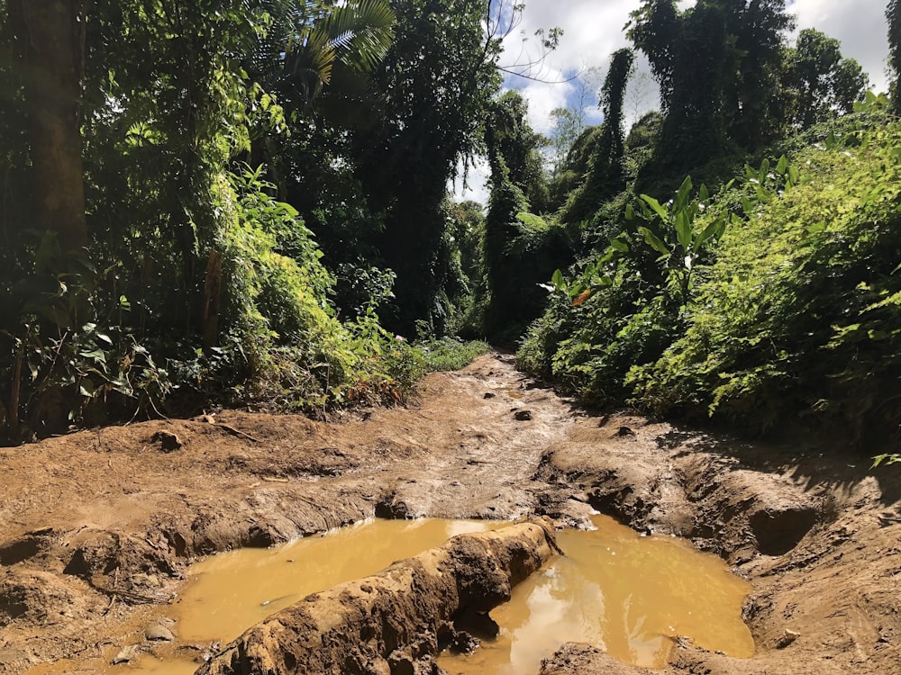 a muddy road in the middle of a jungle