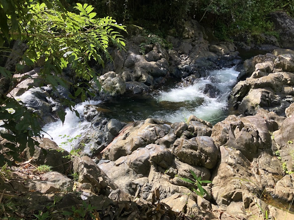 a small stream running through a lush green forest