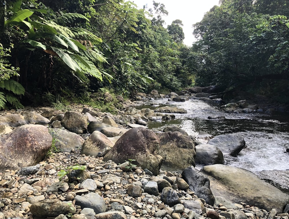 a river running through a lush green forest