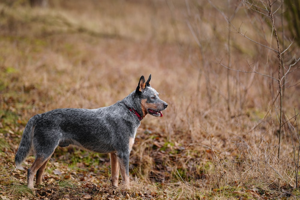 a dog standing in a field with a tree in the background