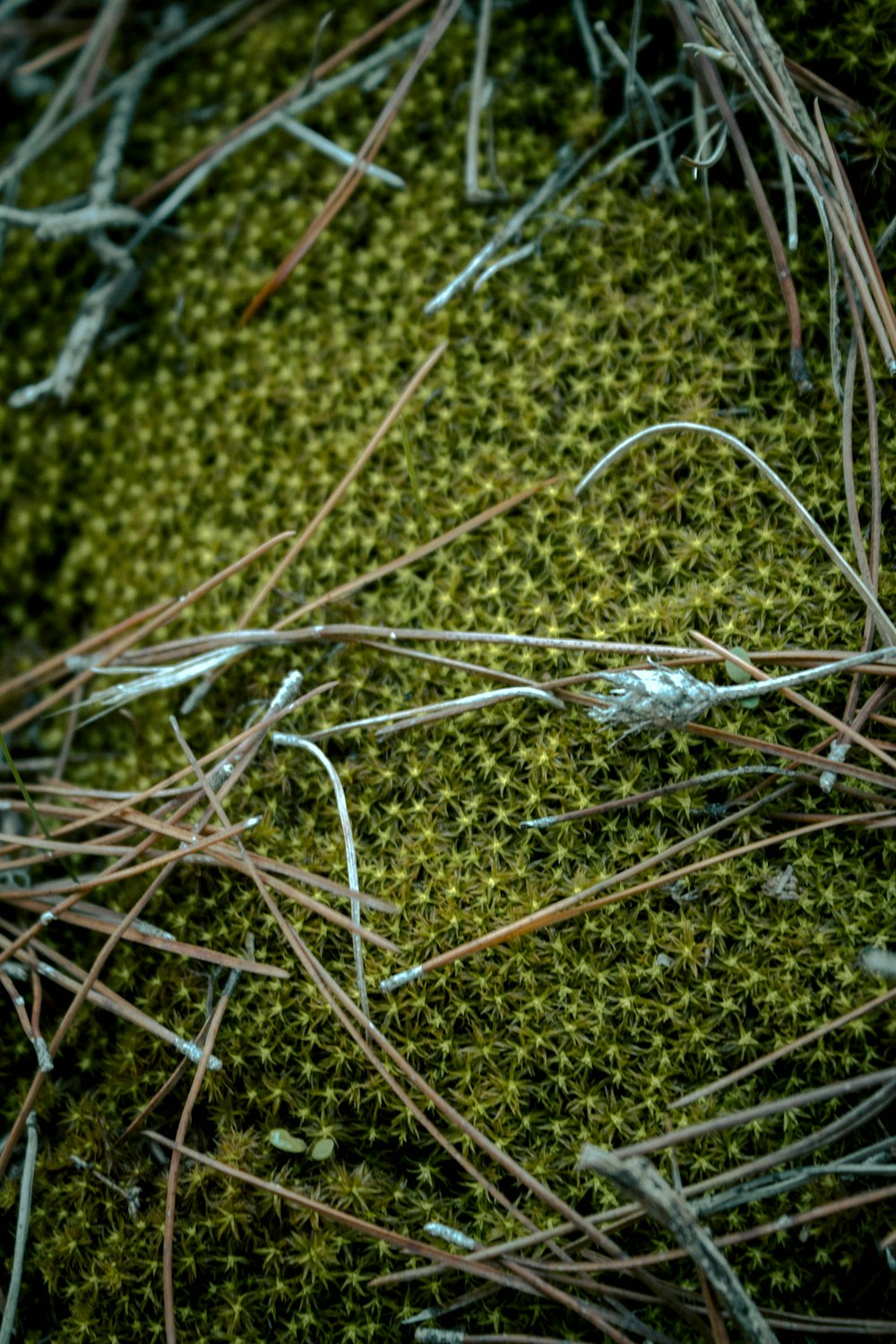 a close up of a moss covered surface