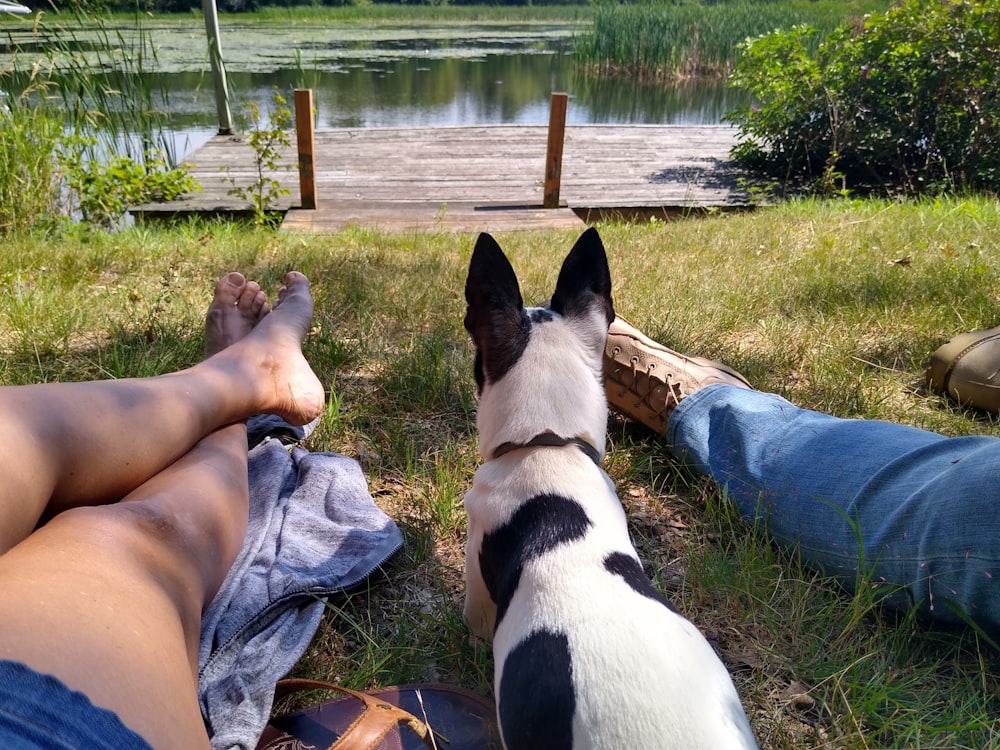 a couple of dogs sitting next to each other on a field