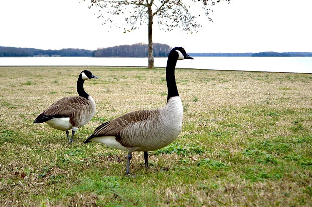 a couple of geese standing on top of a grass covered field