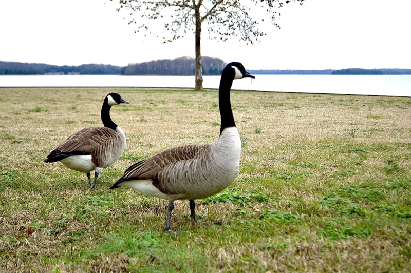 Geese representing committed partnership