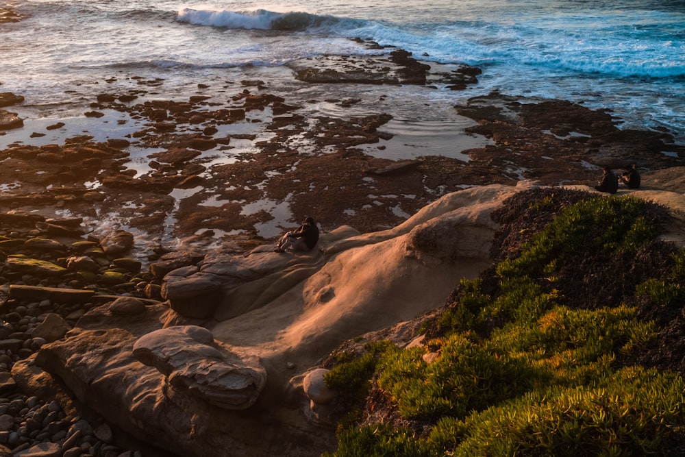 a couple of birds sitting on top of a rocky beach