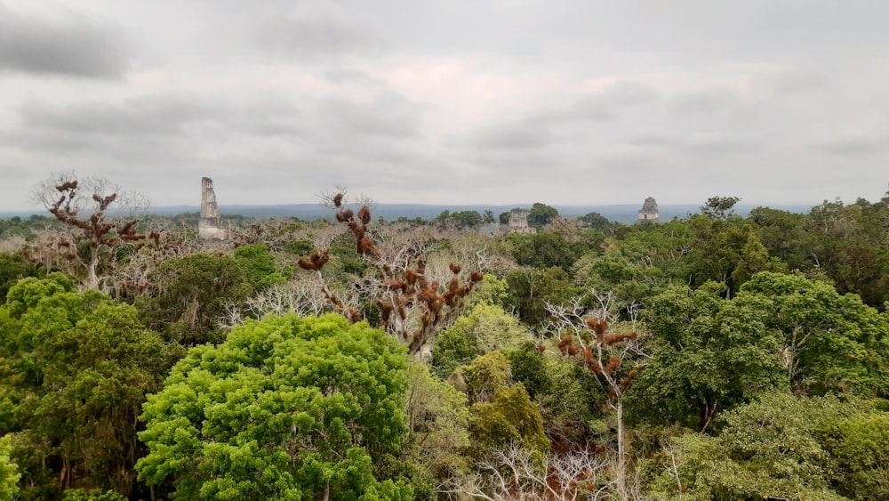 Una foresta piena di molti alberi verdi