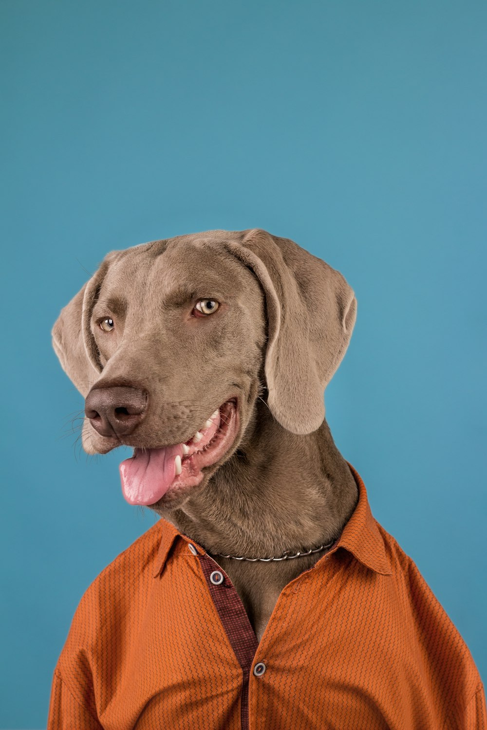 a dog wearing an orange shirt and a collar