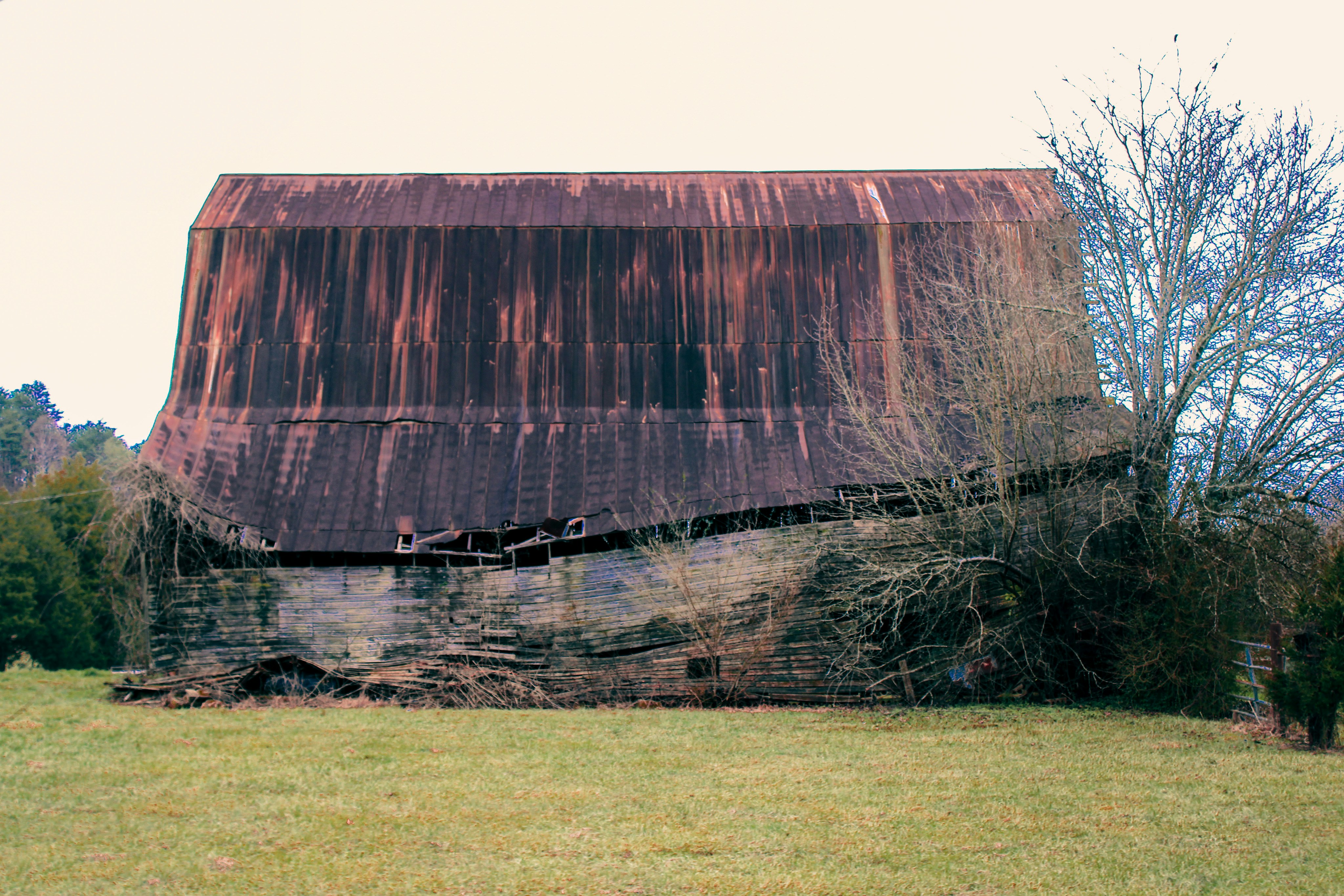 an old barn with a tree growing out of it