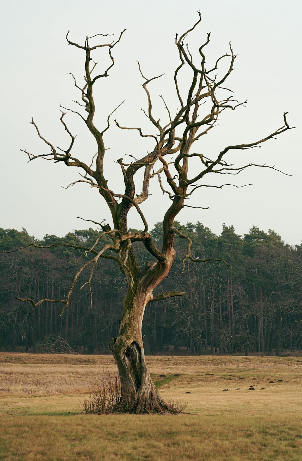 a bare tree in a field with no leaves