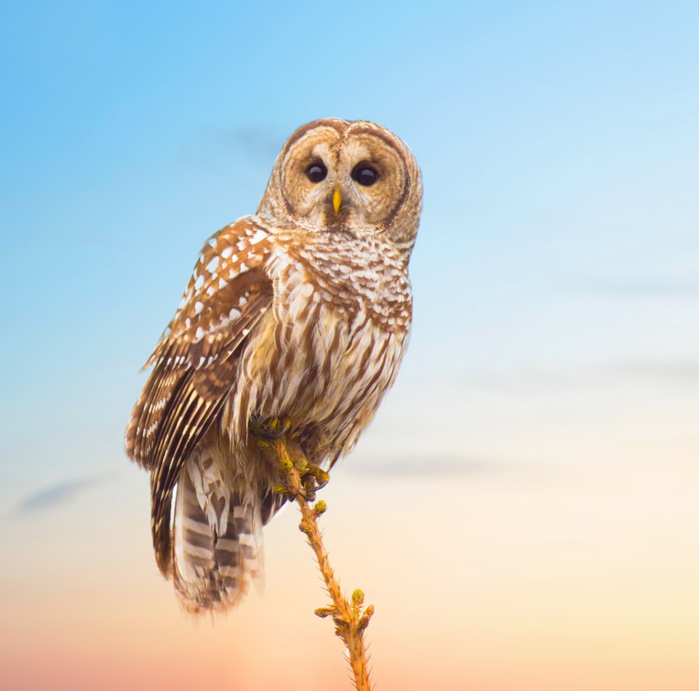 an owl perched on a branch with a sky background