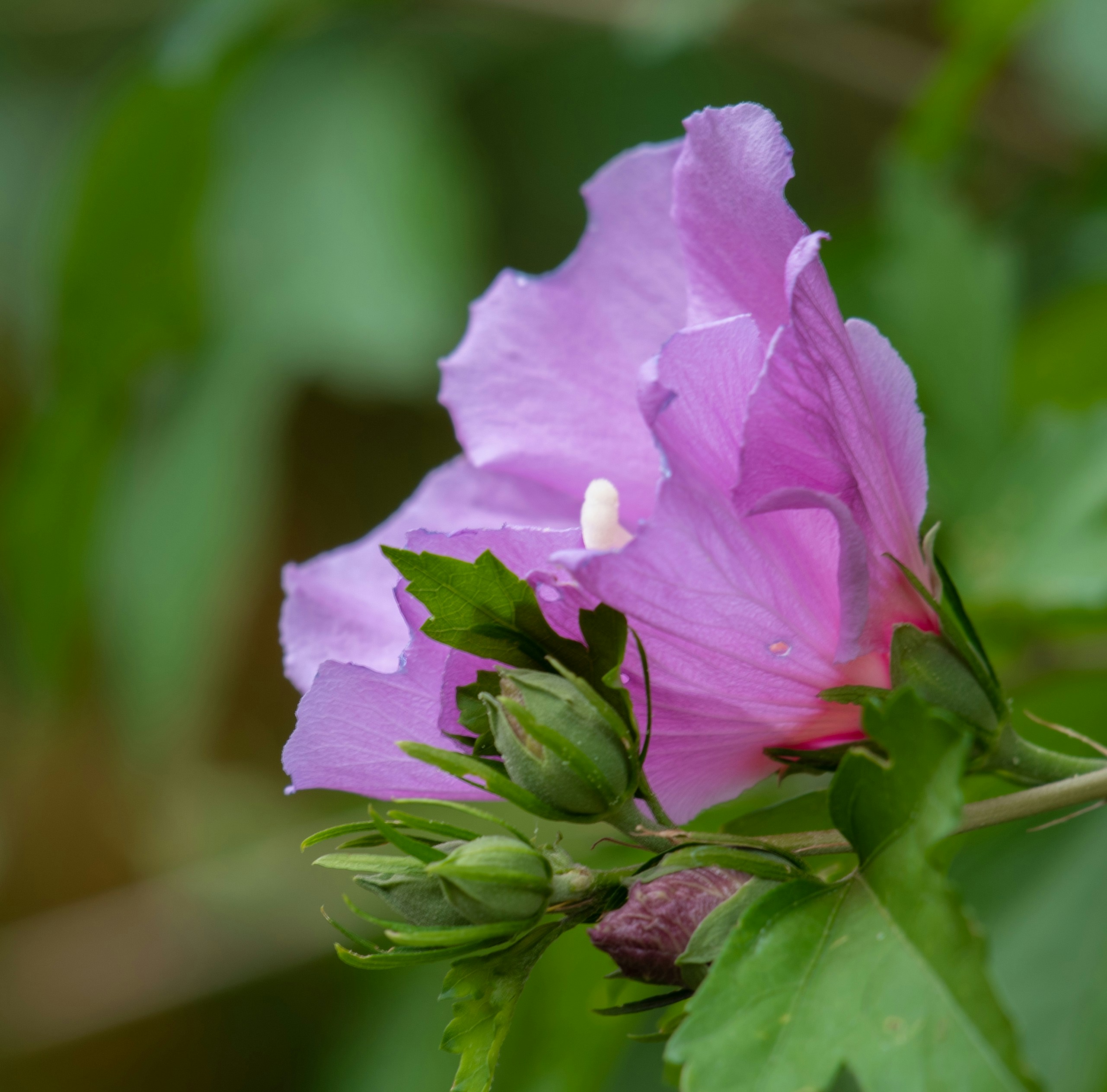 Photo by prazanthy