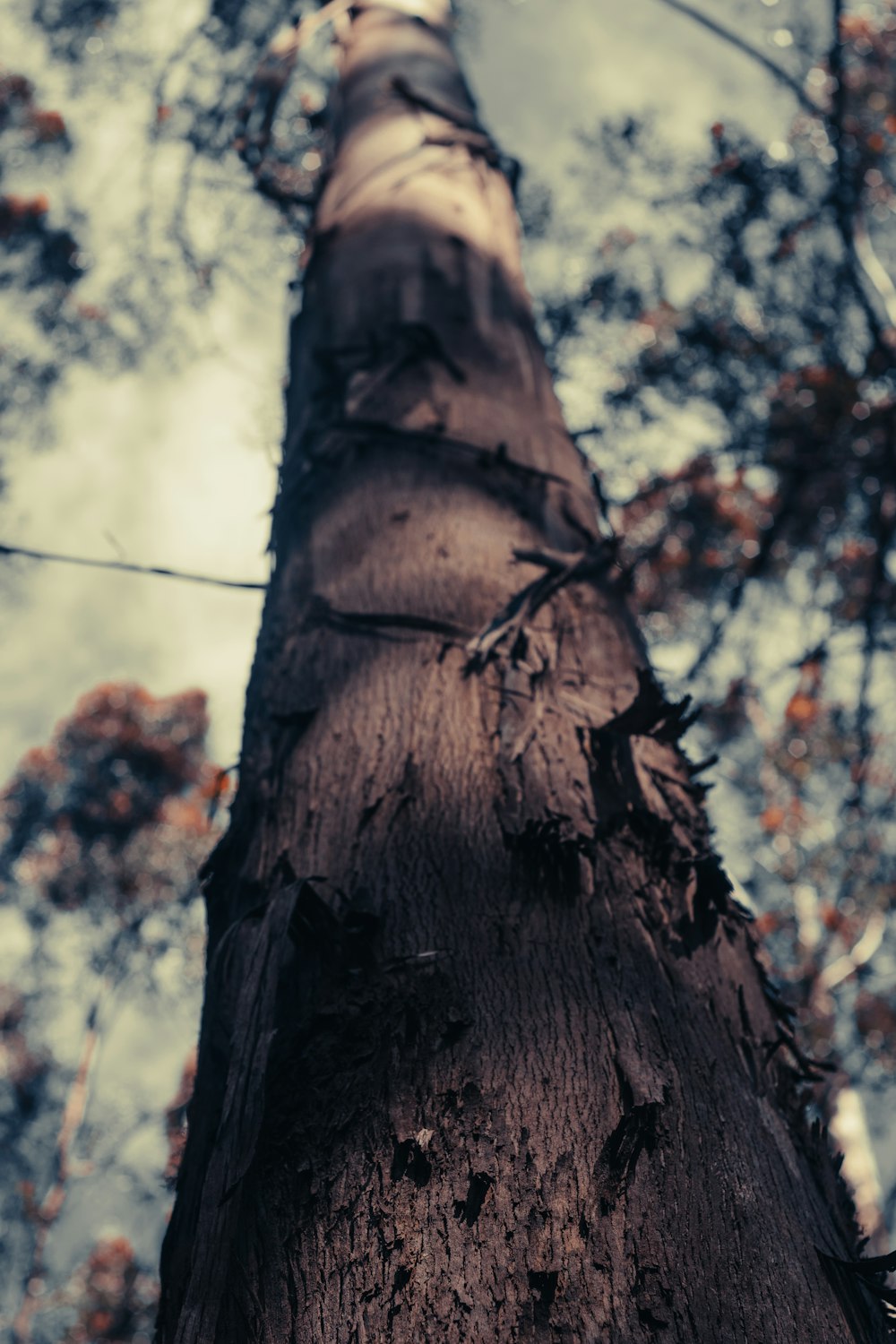 looking up at a tall tree in a forest