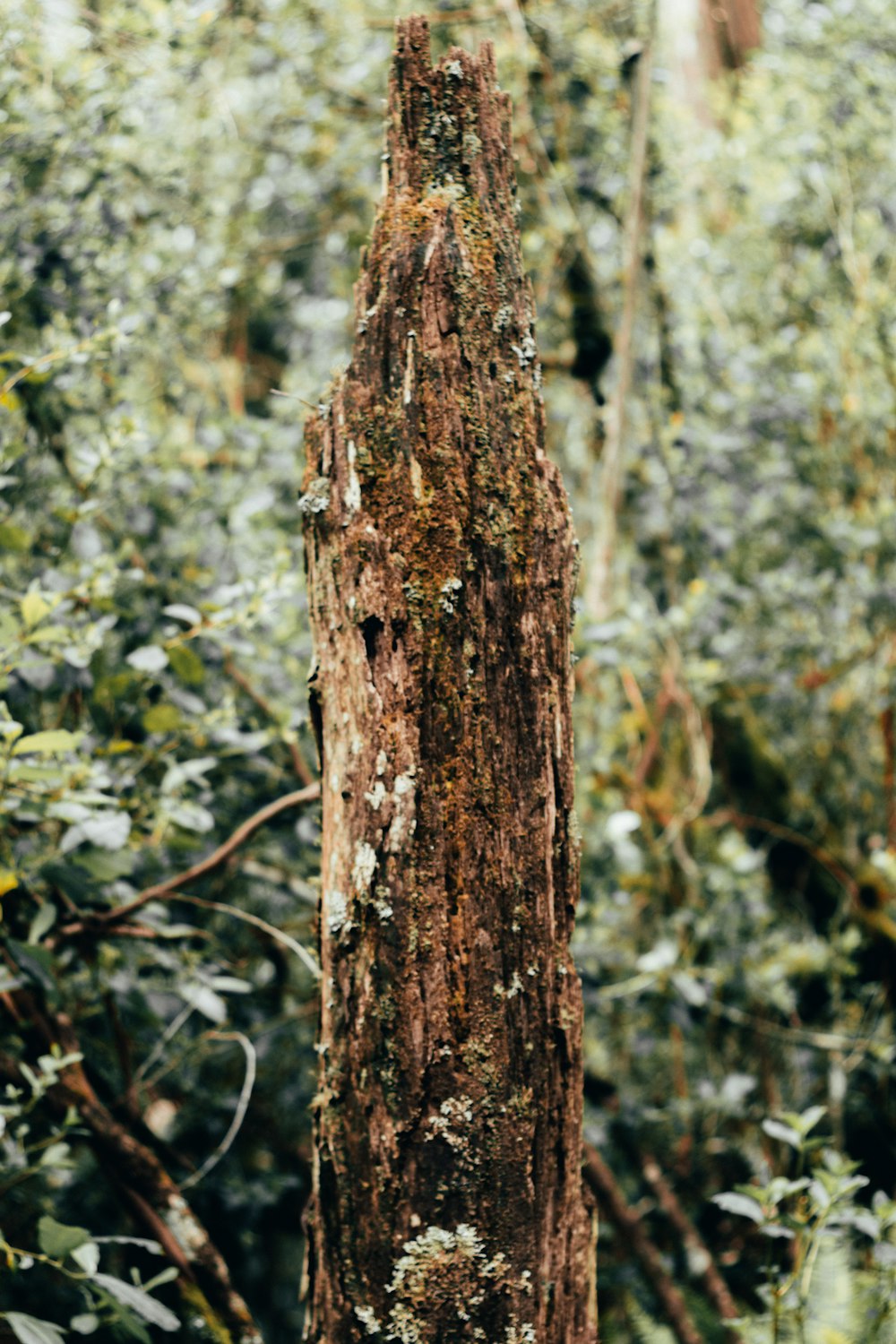 a large tree in the middle of a forest