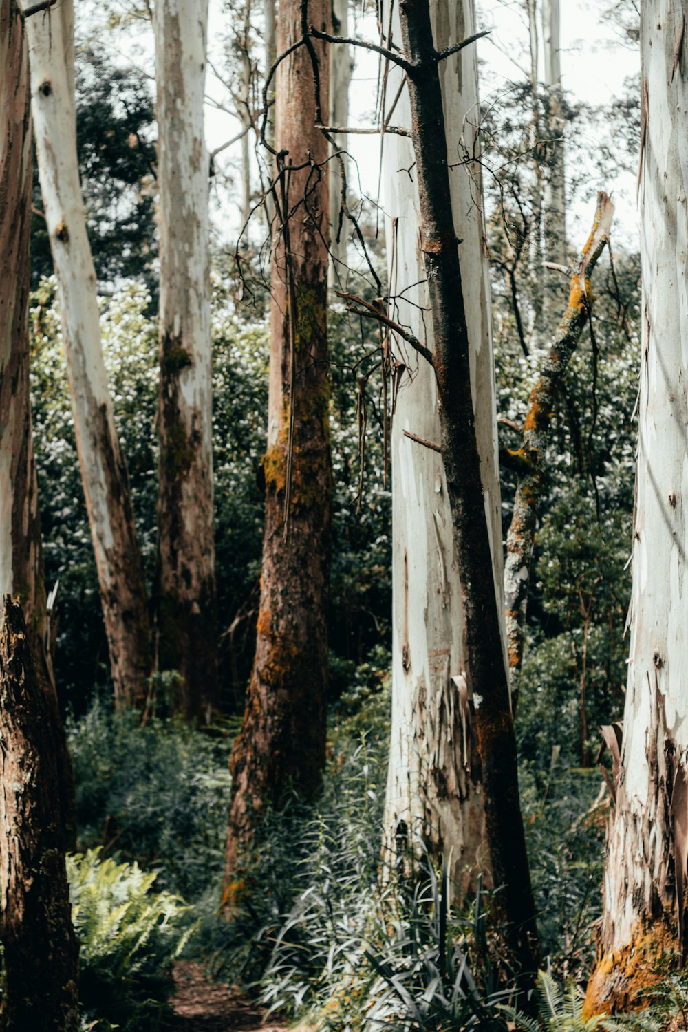 a path through a forest with lots of trees