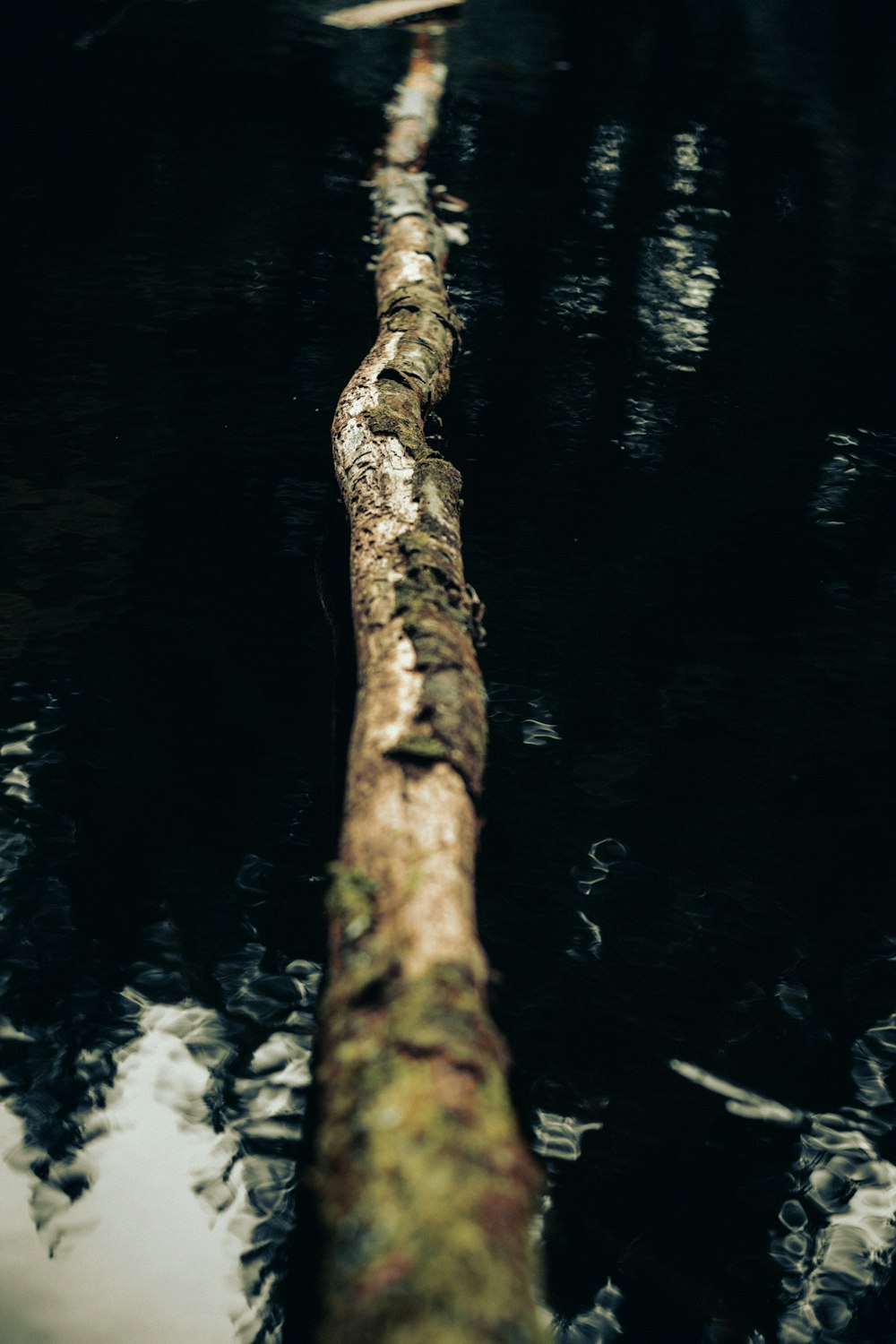 un tronco en un cuerpo de agua