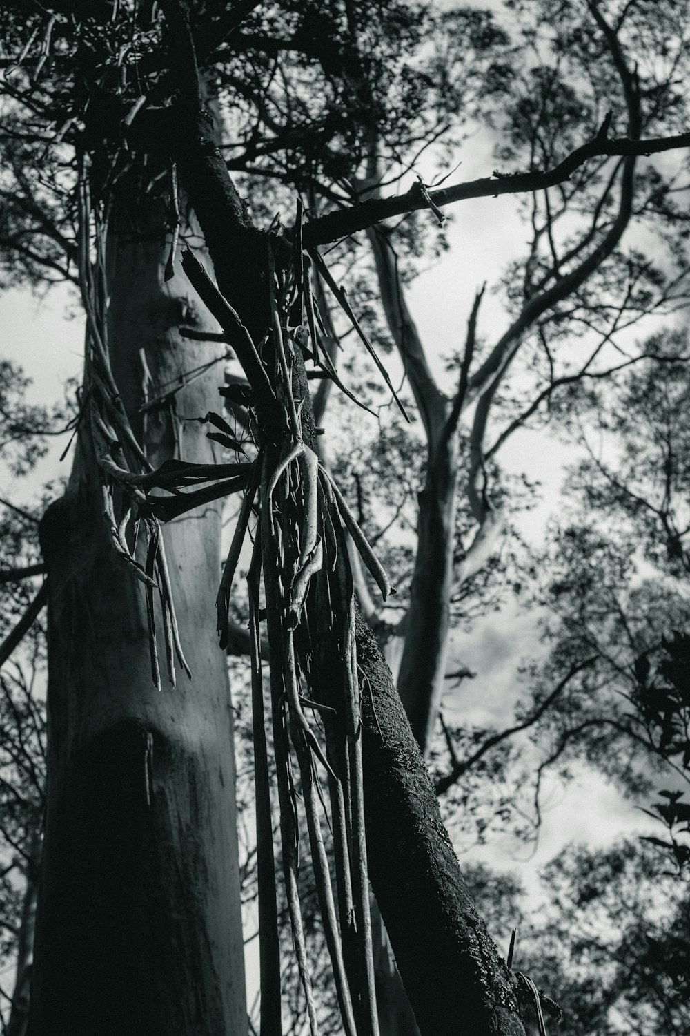 Una foto en blanco y negro de un tronco de árbol