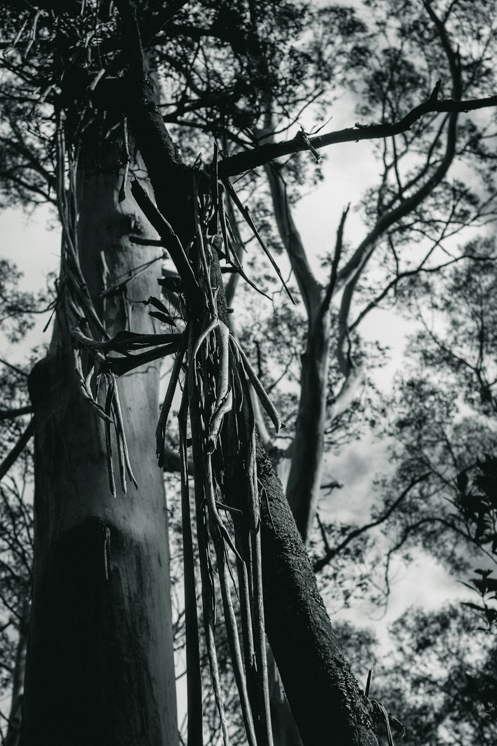 a black and white photo of a tree trunk